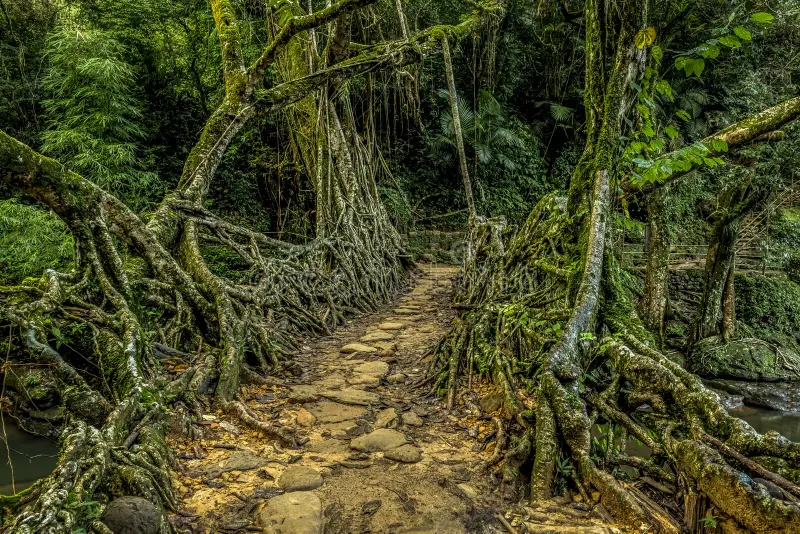 Meghalaya Day Tour Package